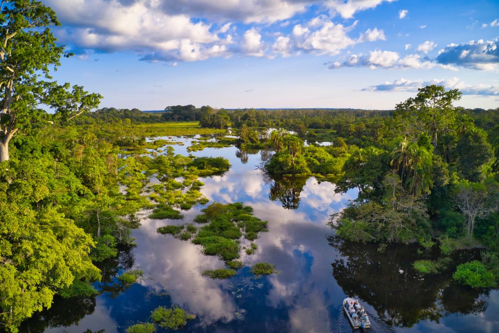 Forêt tropicale du bassin du Congo