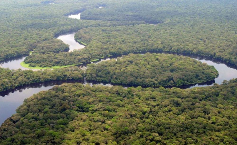 Forêt Congo